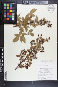 Rubus argutus image