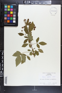 Rubus argutus image