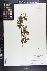 Rubus argutus image