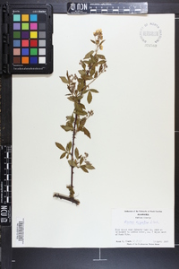 Rubus argutus image