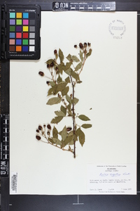 Rubus argutus image