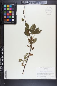 Rubus argutus image