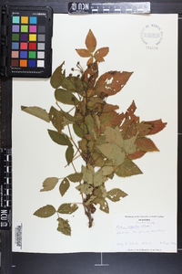 Rubus argutus image