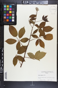 Rubus argutus image