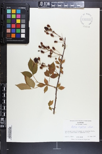 Rubus argutus image