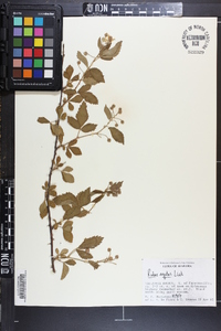 Rubus argutus image