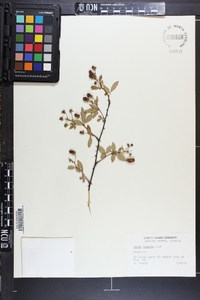 Rubus argutus image