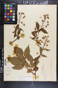 Rubus argutus image