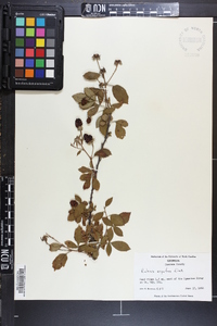 Rubus argutus image