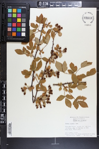 Rubus argutus image