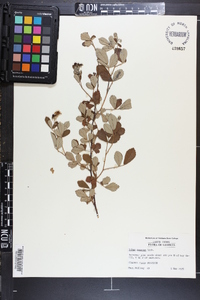 Rubus argutus image