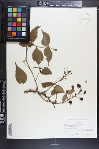 Rubus argutus image