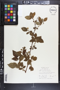 Rubus argutus image