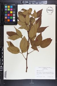 Rubus argutus image