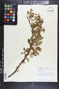 Rubus argutus image