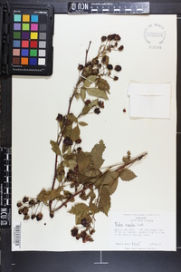 Rubus argutus image