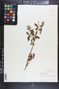 Rubus argutus image