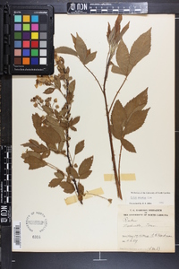 Rubus argutus image