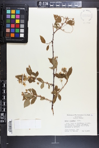 Rubus argutus image