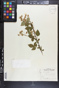 Rubus argutus image