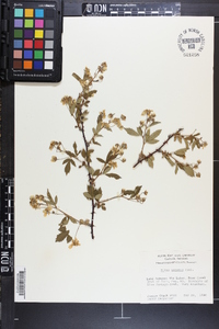 Rubus argutus image