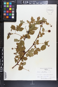 Rubus argutus image