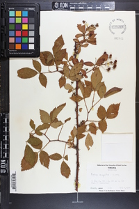 Rubus argutus image