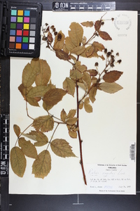 Rubus argutus image