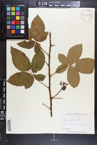 Rubus argutus image