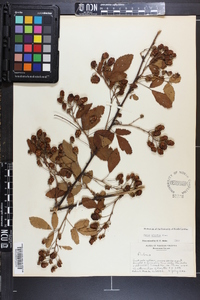 Rubus argutus image