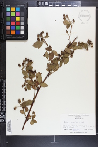 Rubus argutus image