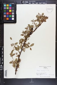 Rubus argutus image