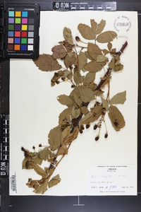 Rubus argutus image