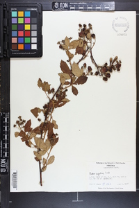 Rubus argutus image