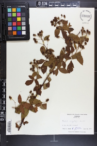 Rubus argutus image