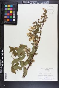 Rubus argutus image