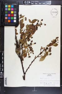 Rubus argutus image