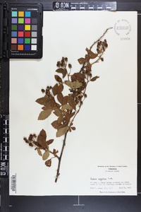 Rubus argutus image