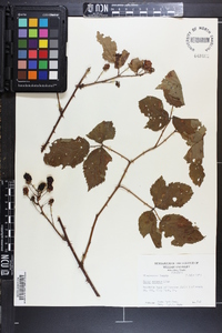 Rubus argutus image