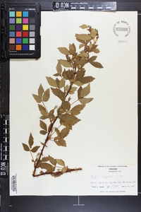 Rubus argutus image