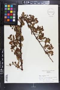 Rubus argutus image