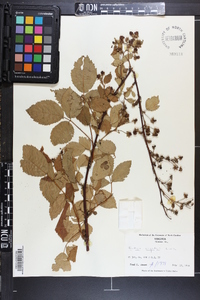 Rubus argutus image