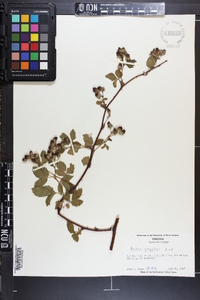 Rubus argutus image