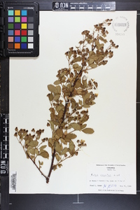 Rubus argutus image