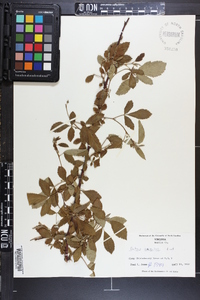 Rubus argutus image