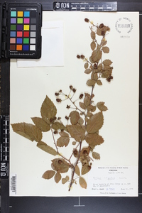 Rubus argutus image