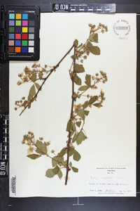 Rubus argutus image