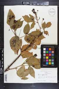 Rubus argutus image