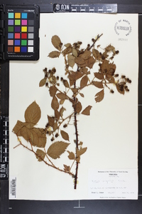 Rubus argutus image