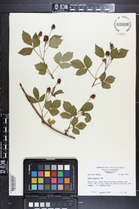 Rubus argutus image